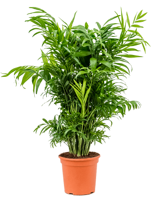 Shade-loving Parlour Palm Chamaedorea elegans Indoor House Plants W60 H(80-90) cm, Potsize D20 cm
