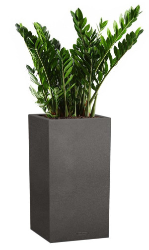 Potted Zamioculcas House Plant in LECHUZA Canto Stone High Graphite Black Self-watering Planter, Total Height 110 cm