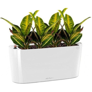 Potted Codiaeum Sunny House Plant in LECHUZA DELTA White High Gloss Self-watering Planter, Total Height 55 cm