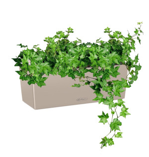 Potted Ivy House Plant in LECHUZA BALCONERA Color Sand Brown Self-watering Planter, Total Height 50 cm