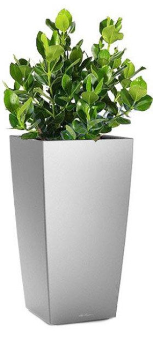 Potted Clusia House Plant in LECHUZA CUBICO Silver Metallic Self-watering Planter, Total Height 90 cm