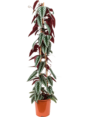 Striking Grape Ivy Cissus discolor Indoor House Plants W40 H(120-150) cm, Potsize D27 cm