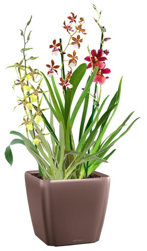 Potted Blooming Orchids House Plant in LECHUZA QUADRO LS Espresso Metallic Self-watering Planter, Total Height 70 cm