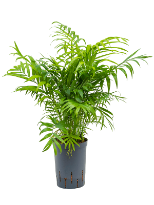 Chamaedorea elegans Parlour Palm W25 H(55-65) cm Live Plant, Potsize D15 cm