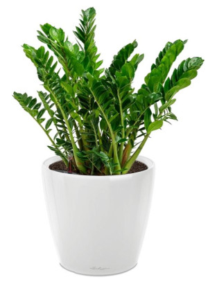 Potted Zamioculcas House Plant in LECHUZA CLASSICO LS White High Gloss Self-watering Planter, Total Height 40 cm