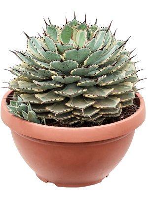 Easy-Care Kichiokan Agave potatorum \'Kichiokan\' Indoor House Plants W30 H(38-45) cm, Potsize D35 cm