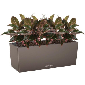 Potted Aglaonema Crete House Plant in LECHUZA BALCONERA Color Nutmeg Self-watering Planter, Total Height 45 cm