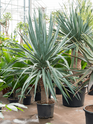 Easy-Care Dragon Tree Dracaena draco \'Compact\' Tall Indoor House Plants Trees W130 H(160-200) cm, Potsize D40 cm