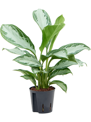 Aglaonema \'Silver Bay\' Chinese Evergreen W25 H(30-35) cm Live Plant, Potsize D13 cm