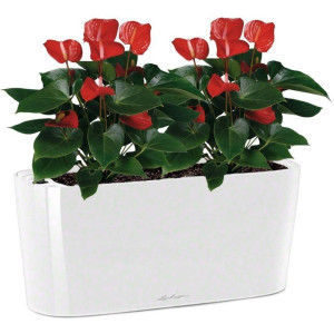 Potted Blooming Anthurium Andraeanum Scarlet House Plant in LECHUZA DELTA White High Gloss Self-watering Planter, Total Height 45 cm