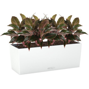 Potted Aglaonema Crete House Plant in LECHUZA BALCONERA Color White Self-watering Planter, Total Height 45 cm
