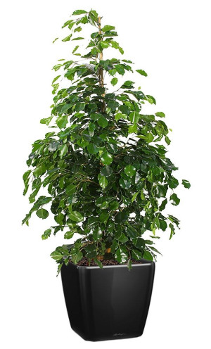 Potted Ficus Benjamina Danielle House Plant in LECHUZA QUADRO LS Black High Gloss Self-watering Planter, Total Height 120 cm