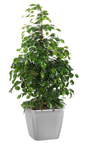 Potted Ficus Benjamina Danielle House Plant in LECHUZA QUADRO LS Silver Metallic Self-watering Planter, Total Height 120 cm