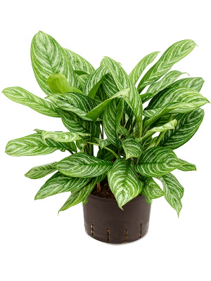 Aglaonema \'Stripes\' Chinese Evergreen W50 H(60-70) cm Live Plant, Potsize D28 cm