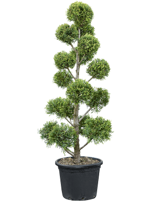 Cupressocyparis leylandii \'Castlewellan Gold\' W70 H(140-180) cm, Potsize D45 cm