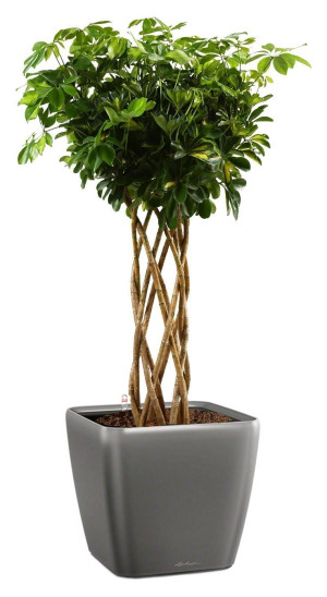 Potted Schefflera Arboricola Gold Capella House Plant in LECHUZA QUADRO LS Charcoal Metallic Self-watering Planter, Total Height 180 cm