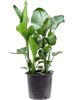Tropical Bird of Paradise Strelitzia nicolai Indoor House Plants W60 H(110-140) cm, Potsize D32 cm