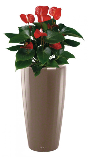 Potted Blooming Anthurium Andraeanum House Plant in LECHUZA RONDO Shiny Taupe Self-watering Planter, Total Height 100 cm