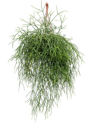 Easy-Care Mistletoe Cactus Rhipsalis burchelli Indoor House Plants W50 H(40-50) cm, Potsize D25 cm