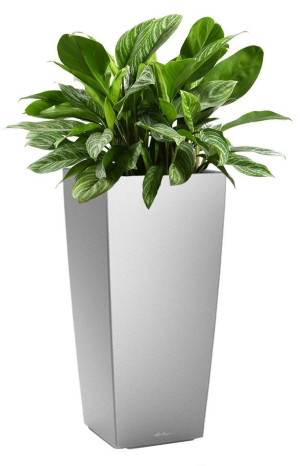 Potted Aglaonema Stripes House Plant in LECHUZA CUBICO Silver Metallic Self-watering Planter, Total Height 125 cm