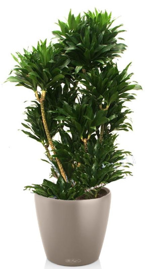 Potted Dracaena Fragrans Compacta House Plant in LECHUZA CLASSICO Color Sand Brown Self-watering Planter, Total Height 110 cm