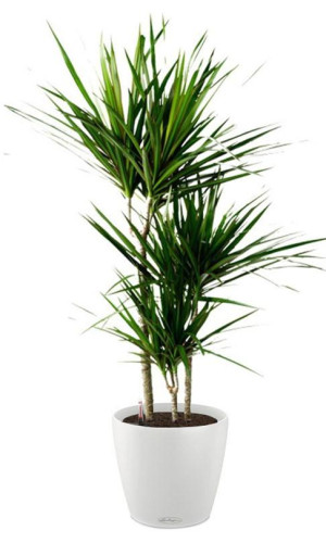 Potted Dracaena Marginata House Plant in LECHUZA CLASSICO Color White Self-watering Planter, Total Height 120 cm
