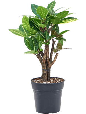 Colorful Croton (Codiaeum) variegatum \'Petra\' Indoor House Plants W35 H(50-60) cm, Potsize D19 cm