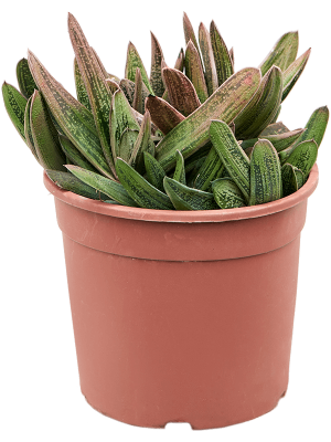 Gasteria \'Little Warty\' W15 H(21-25) cm, Potsize D17 cm
