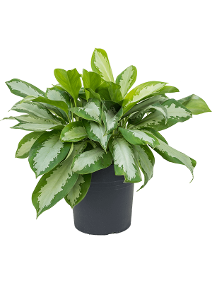 Showy Chinese Evergreen Aglaonema \'Silver Moon\' Indoor House Plants W45 H(40-50) cm, Potsize D27 cm
