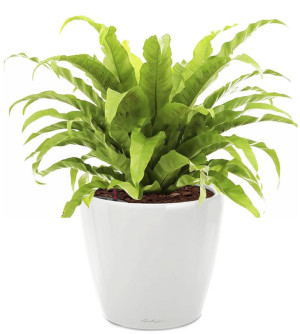 Potted Asplenium Fern House Plant in LECHUZA CLASSICO LS White High Gloss Self-watering Planter, Total Height 50 cm