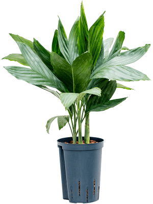 Chamaedorea metallica Parlour Palm W35 H(47-55) cm Live Plant, Potsize D15 cm