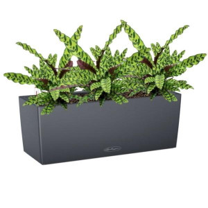 Potted Calathea Lancifolia House Plant in LECHUZA BALCONERA Color Slate Self-watering Planter, Total Height 60 cm