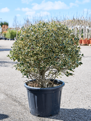 Ilex aquifolium ‘Argenteo Marginata\' (120-140) W65 H(100-130) cm, Potsize D60 cm