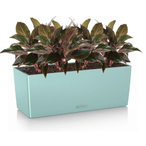 Potted Aglaonema Crete House Plant in LECHUZA BALCONERA Color Pastel Green Self-watering Planter, Total Height 45 cm