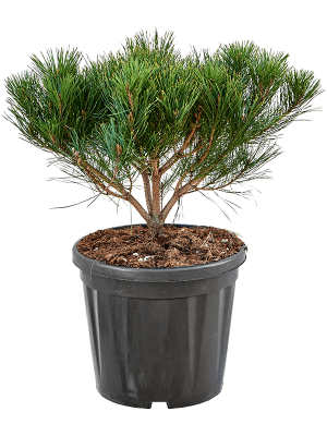 Pinus densiflora \'Alice Verkade\' W40 H(55-65) cm, Potsize D32 cm