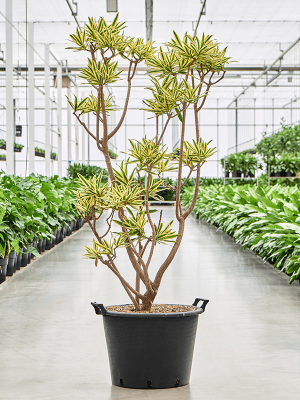 Colorful Pleomele (Dracaena) reflexa \'Song of Sri Lanka\' Tall Indoor House Plants Trees W75 H(140-170) cm, Potsize D50 cm
