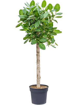 Lush Banyan Fig Ficus benghalensis \'Audrey\' Indoor House Plants W70 H(150-190) cm, Potsize D38 cm