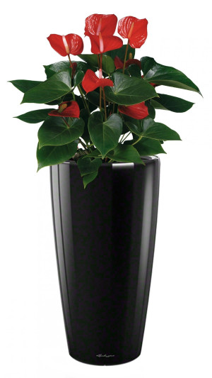 Potted Blooming Anthurium Andraeanum House Plant in LECHUZA RONDO Black High Gloss Self-watering Planter, Total Height 100 cm