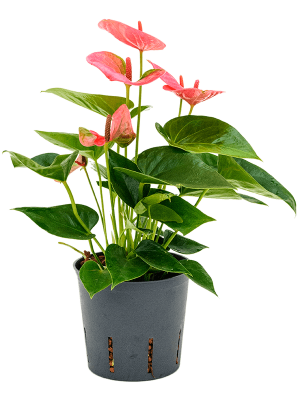 Anthurium andraeanum \'Sweet Dream\' Flamingo Flower W15 H(30-35) cm Live Plant, Potsize D13 cm