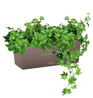 Potted Ivy House Plant in LECHUZA BALCONERA Color Nutmeg Self-watering Planter, Total Height 50 cm
