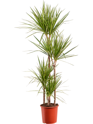 Easy-Care Corn Plant Dracaena marginata \'Golden Dragon\' Tall Indoor House Plants Trees W40 H(120-150) cm, Potsize D24 cm