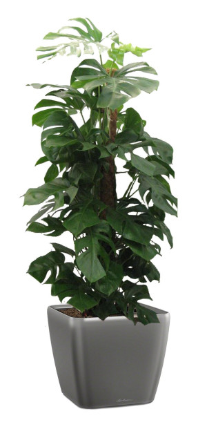 Potted Monstera Deliciosa House Plant in LECHUZA QUADRO LS Charcoal Metallic Self-watering Planter, Total Height 170 cm