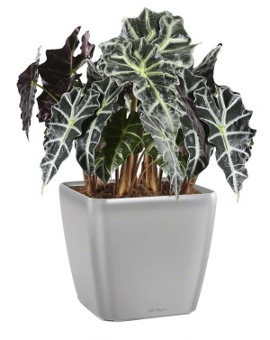 Potted Alocasia Polly House Plant in LECHUZA QUADRO LS Silver Metallic Self-watering Planter, Total Height 70 cm