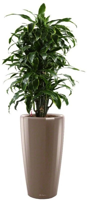 Potted Dracaena Fragrans Arturo House Plant in LECHUZA RONDO Shiny Taupe Self-watering Planter, Total Height 160 cm