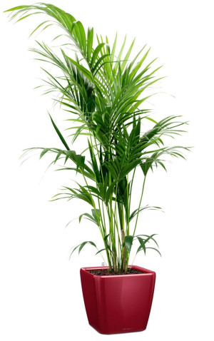 Potted Howea Forsteriana House Plant in LECHUZA QUADRO LS Scarlet Red High Gloss Self-watering Planter, Total Height 160 cm