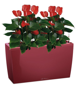 Potted Blooming Anthurium Andraeanum Mix House Plant in LECHUZA CARARO Scarlet Red High Gloss Self-watering Planter, Total Height 80 cm