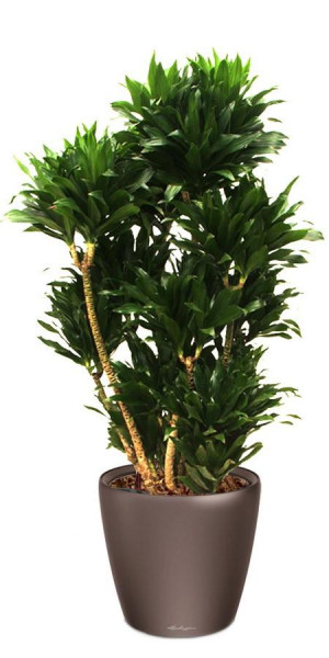 Potted Dracaena Fragrans Compacta House Plant in LECHUZA CLASSICO LS Espresso Metallic Self-watering Planter, Total Height 105 cm
