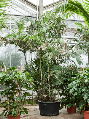 Lush MacArthur Palm Ptychosperma schefferi Tall Indoor House Plants Trees W250 H(360-450) cm, Potsize D90 cm