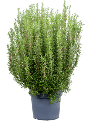 Rosmarinus officinalis W60 H(80-90) cm, Potsize D27 cm