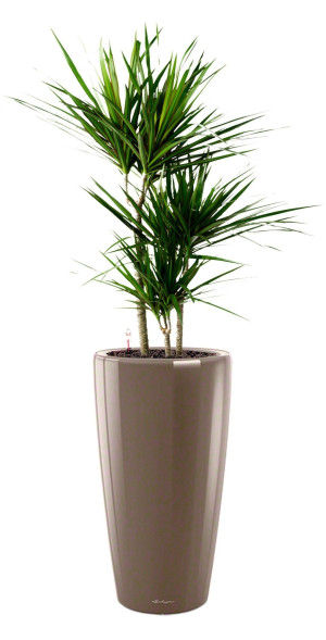 Potted Dracaena Marginata House Plant in LECHUZA RONDO Shiny Taupe Self-watering Planter, Total Height 140 cm